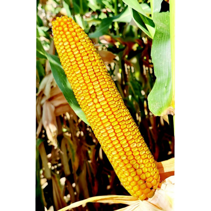 ZP 333 / ЗП 333