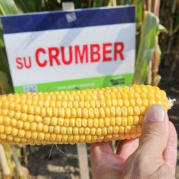 SU Crumber / ЗУ Крамбер