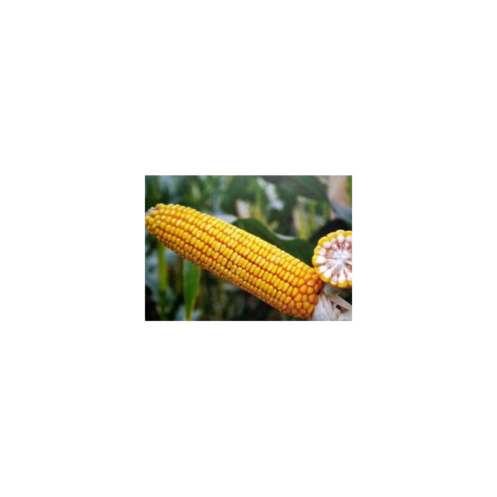 І 3737