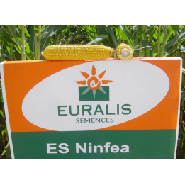 Нинфеа / Ninfea