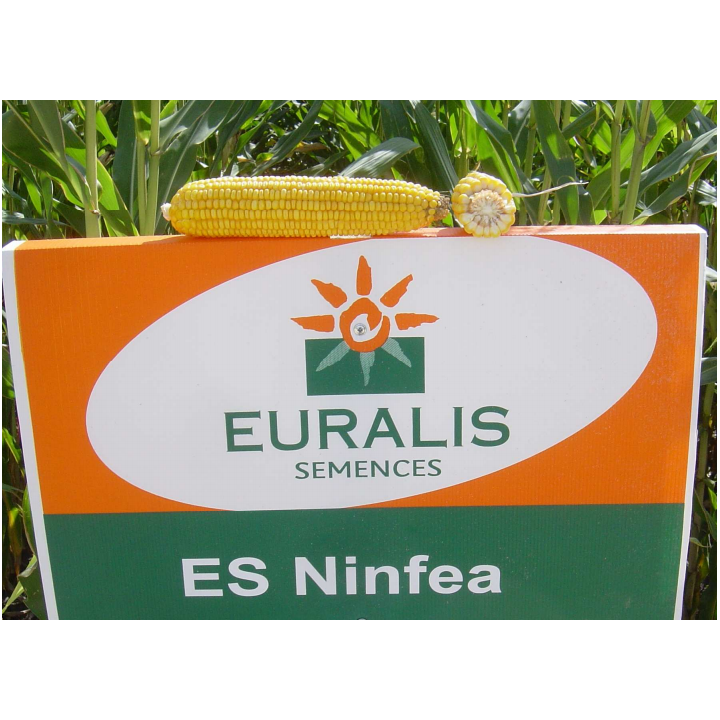 Нинфеа / Ninfea