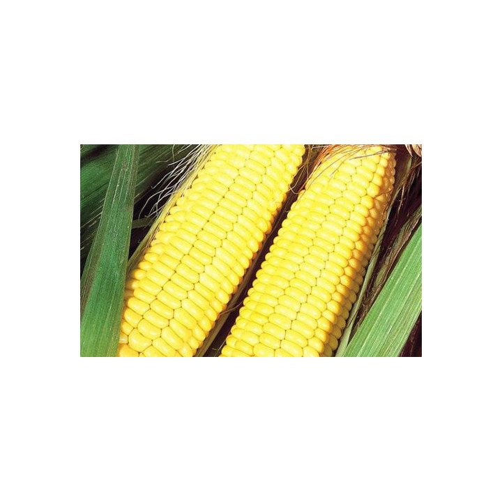 Р0450 / П0450