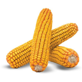Паблік