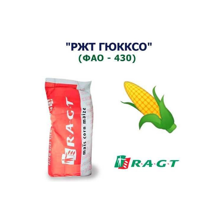 RGT HUXXO / РЖТ ГЮККСО