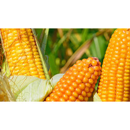 S3477 / С3477
