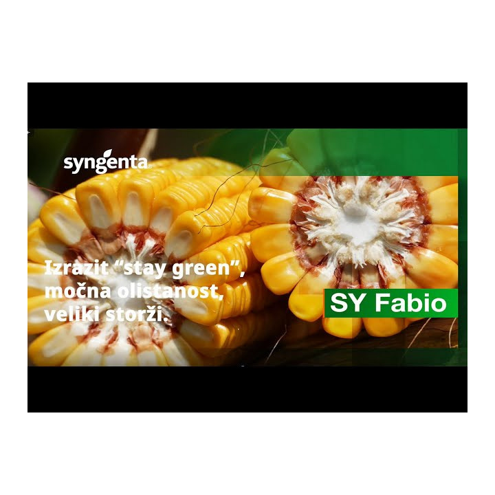SY FABIO / СИ ФАБІО