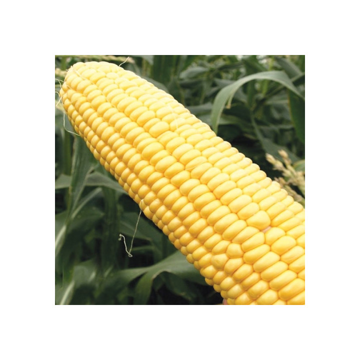 Farmrock / Фармрок