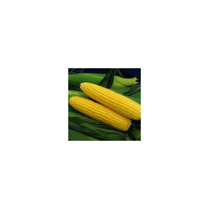 Юнга 260