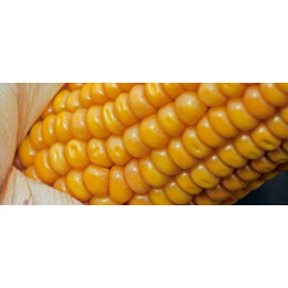 Alduna / Альдуна