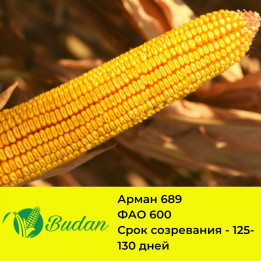 Armany / Армані