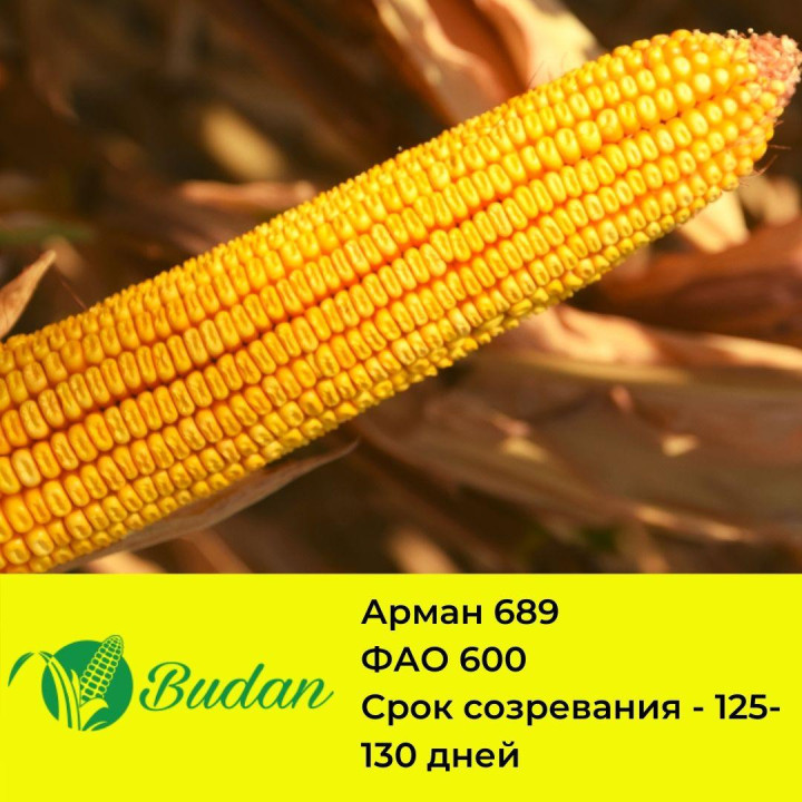 Armany / Армані