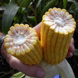 DKC 4626 / ДКС 4626