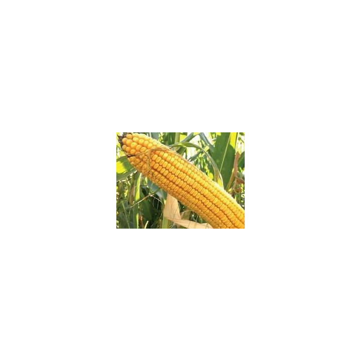 DS1071C / ДС1071С