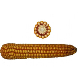 Жінчин СВ