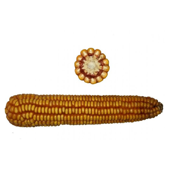 Жінчин СВ