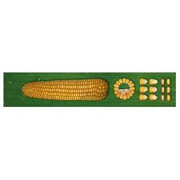 Блиц 160 МВ