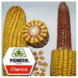 Clarica / Кларіка
