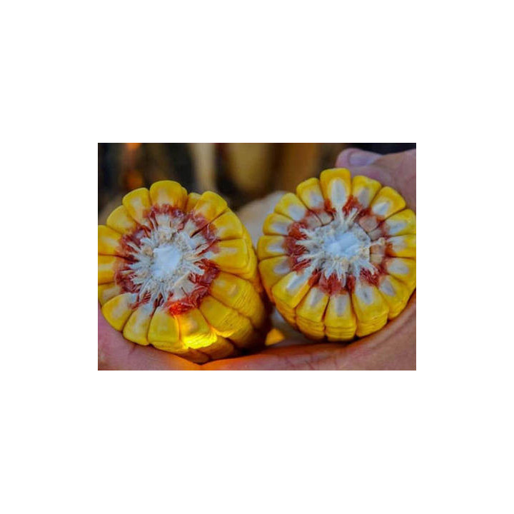 Codisco / Кодіско