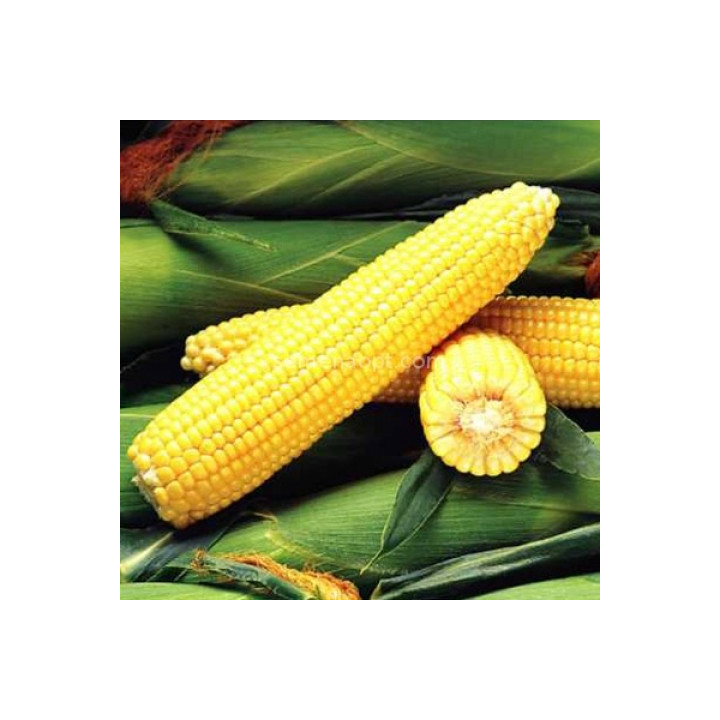 Codiflou / Кодіфлу