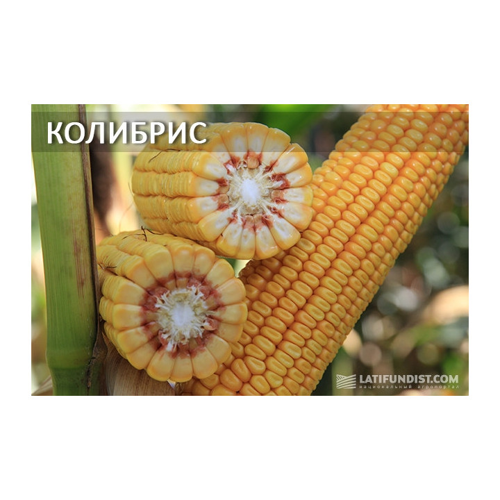 Kolibris / Колібріс