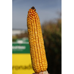 Cornadi CS / Корнаді КС