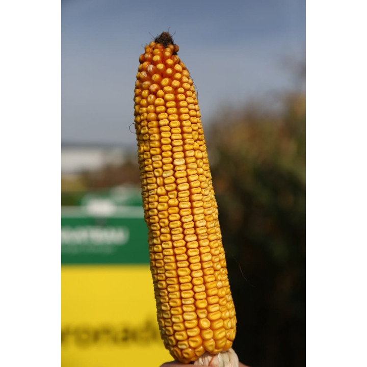 Cornadi CS / Корнаді КС