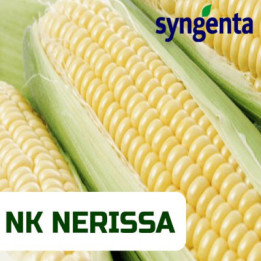Nerissa / Неріса