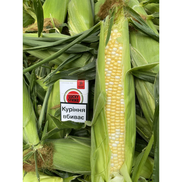 Нєбора