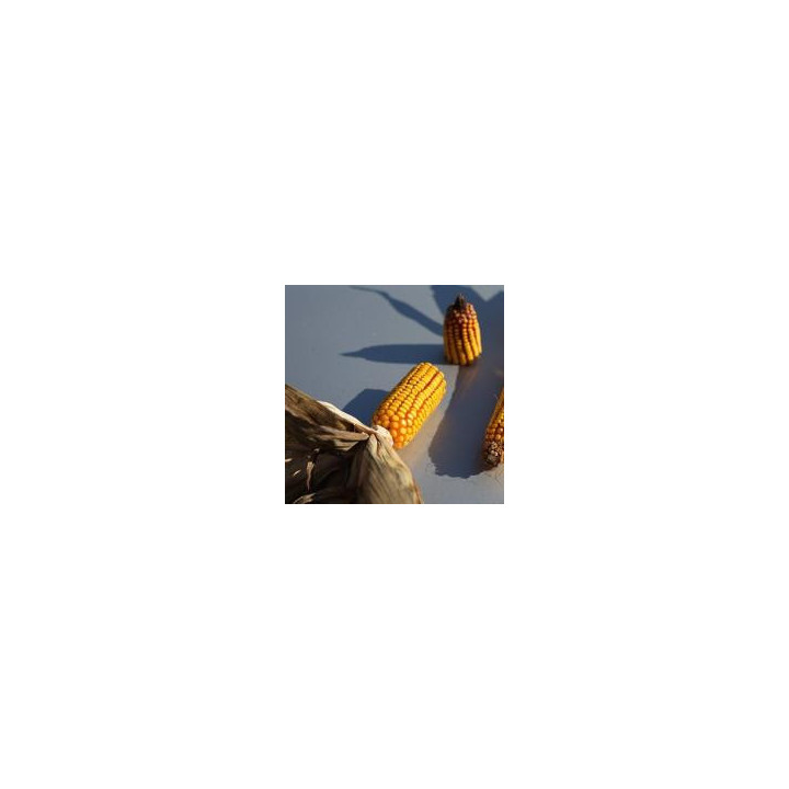 Р8688 / П8688