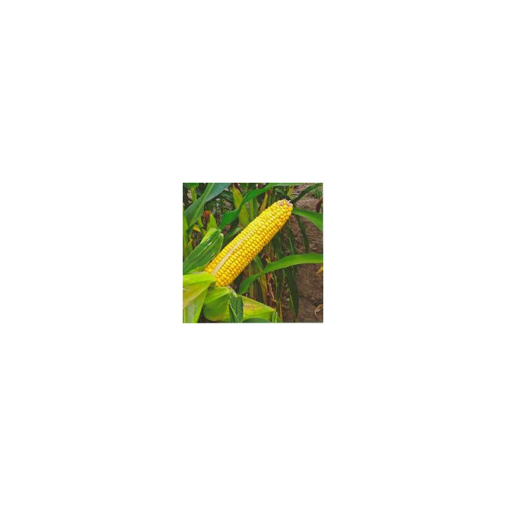 PR35F38 / ПР35Ф38