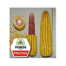PR37D25 / ПР37Д25