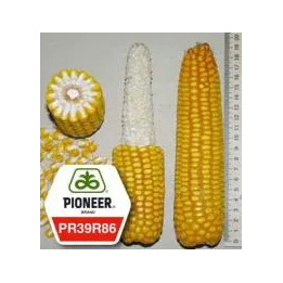 PR37F73 / ПР37Ф73