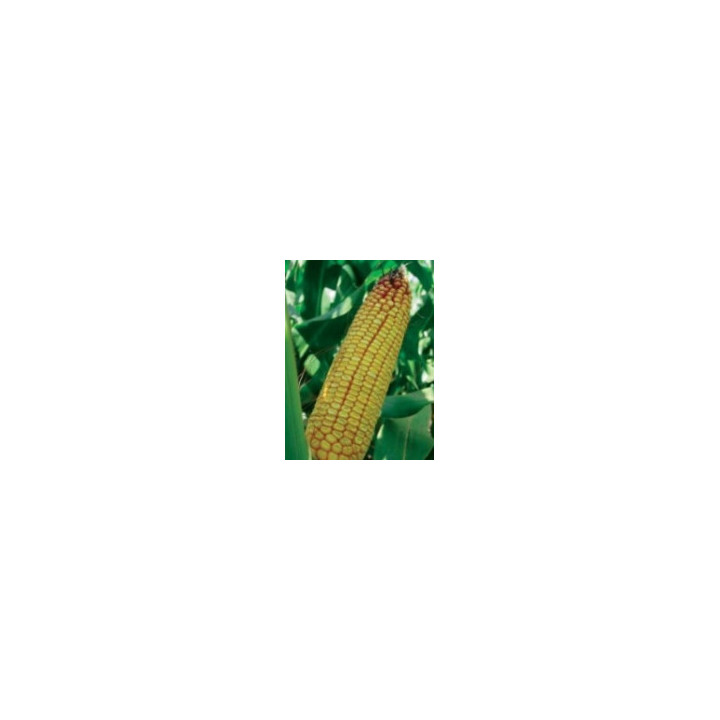 PR38R92 / ПР38Р92
