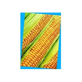 PR39W45 / ПР39В45