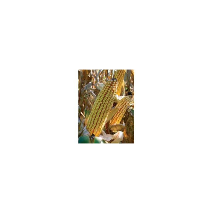 PR39F58 / ПР39Ф58