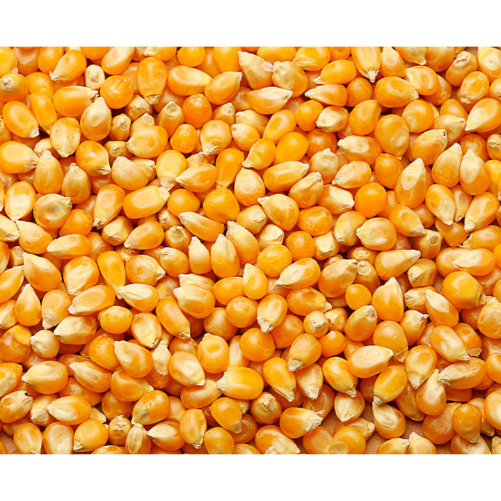 PRODUZENT / ПРОДУЗЕНТ
