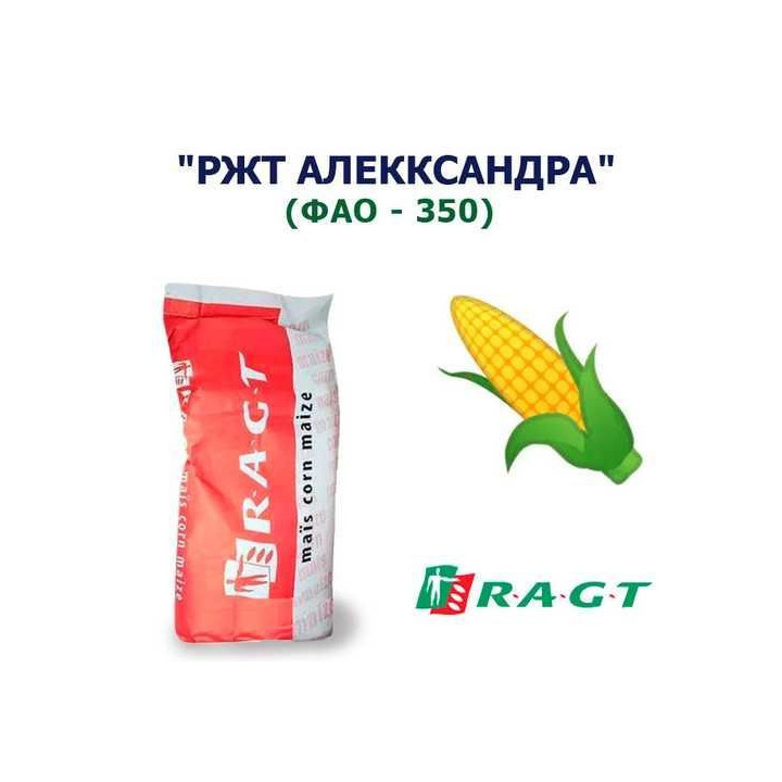 RGT AZALEXX / РЖТ АЗАЛЕККС