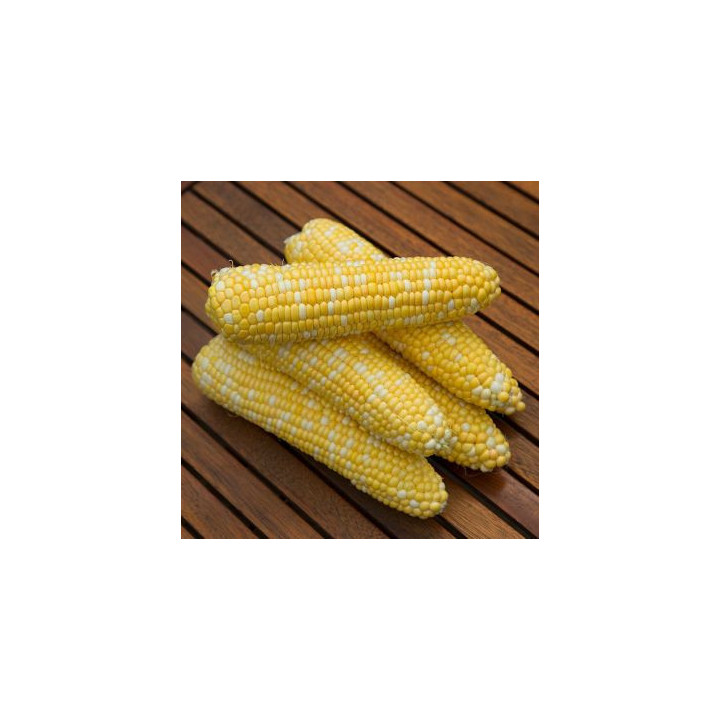 Rulexx / Рулеккс