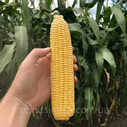 С 3677