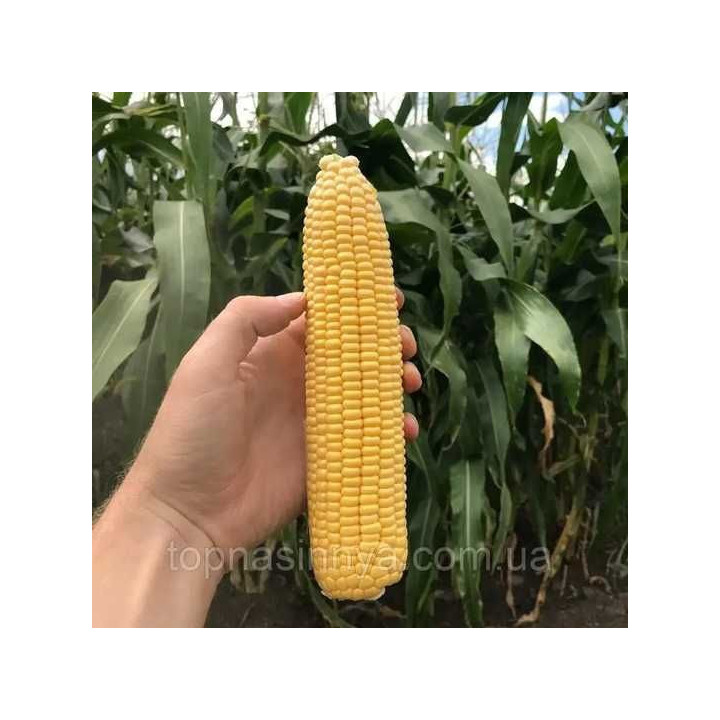С 3677