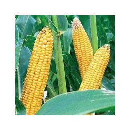 CODM3318 / ЦОДМ3318