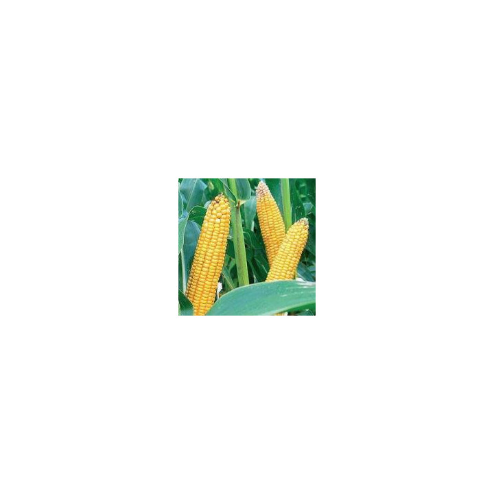 CODM3318 / ЦОДМ3318