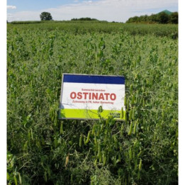 Ostinato / Остінато