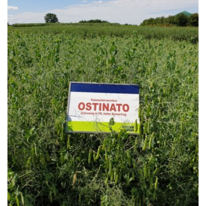 Ostinato / Остінато