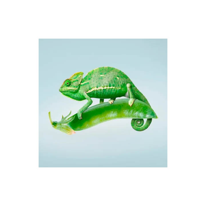 KAMELEON / ХАМЕЛЕОН
