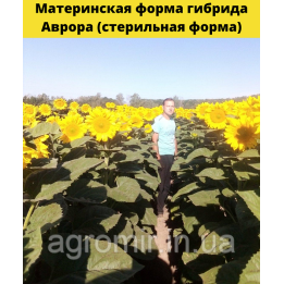 Аврора АМ