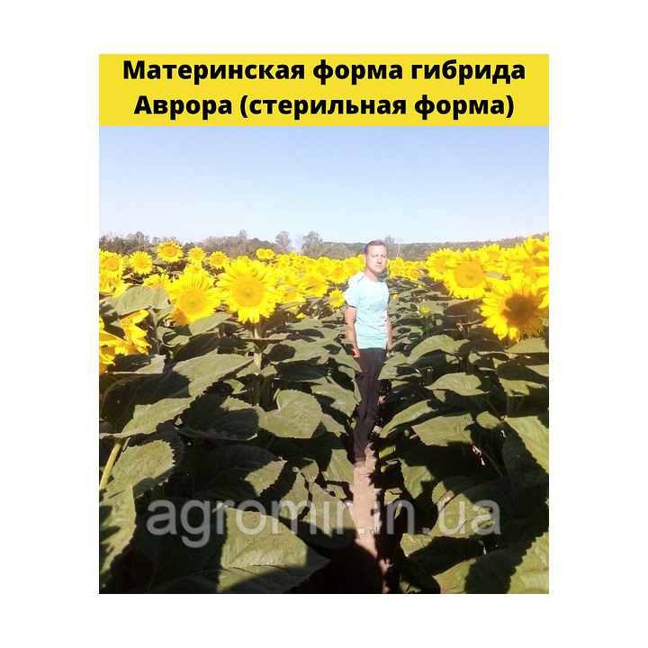 Аврора АМ