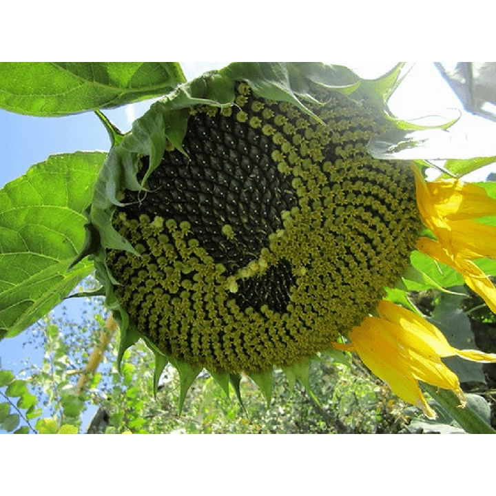 Азіл