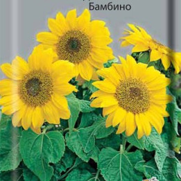 Бамбус