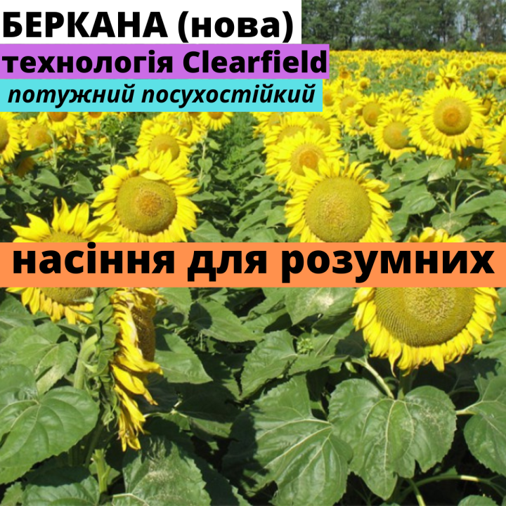 Беркана АМ